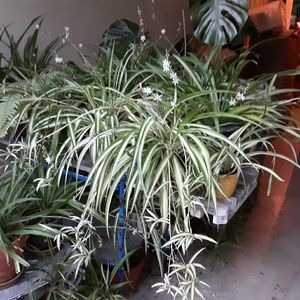 Meet your Posher, Sandy